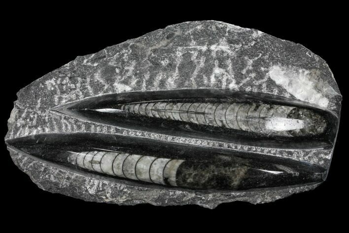 Polished Orthoceras (Cephalopod) Fossils - Morocco #96651